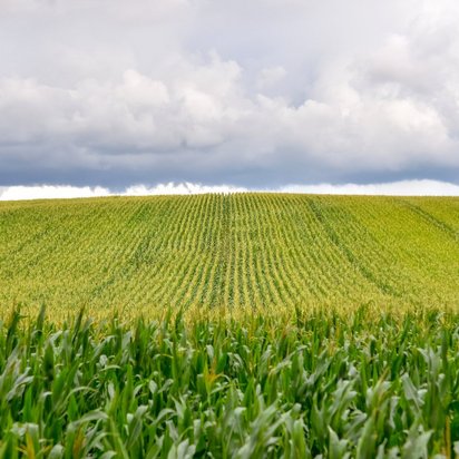 Cultivated farmland with crop rows beneath a cloudy sky Green agricultural field with rows of crops under a cloudy sky, viewed from a low angle across the plants