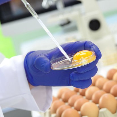 Laboratory testing of egg samples using a pipette and petri dish Gloved hand holding a petri dish with an egg yolk while using a pipette in a laboratory, with eggs visible in the background.