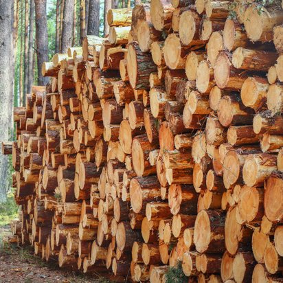 Stacked tree logs and stumps