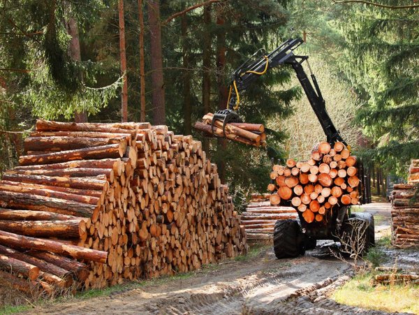 A timber harvester working in the forest