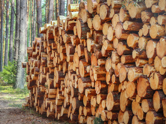 Stacked tree logs and stumps Stacked tree logs and stumps