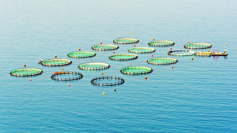 ASC Fisch - Zertifizierung für Aquakulturen