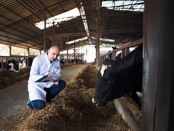 cow