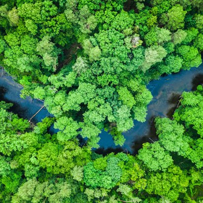 A bird's-eye view shows a dense forest 