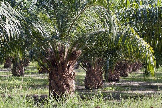 oil-palm
