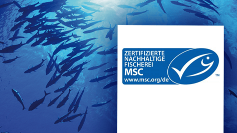 MSC Zertifizierung