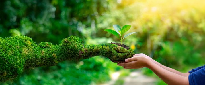FSC® COC (The Forest Stewardship Council)