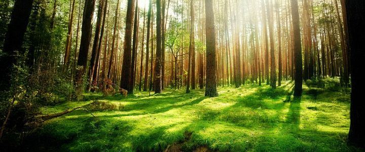 VCS (Voluntary Carbon Standard)